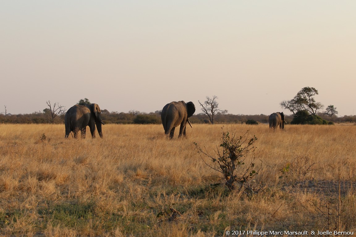 /ecran/Botswana_2017_1061.jpg