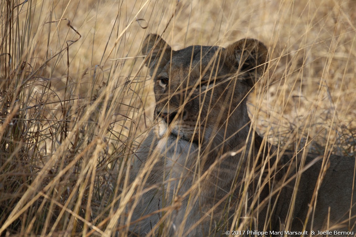 /ecran/Botswana_2017_1088.jpg