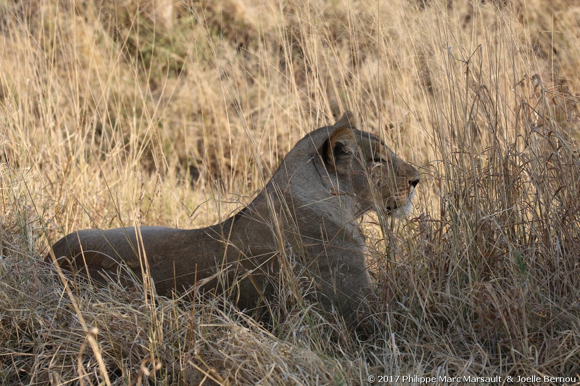 /ecran/Botswana_2017_1098.jpg