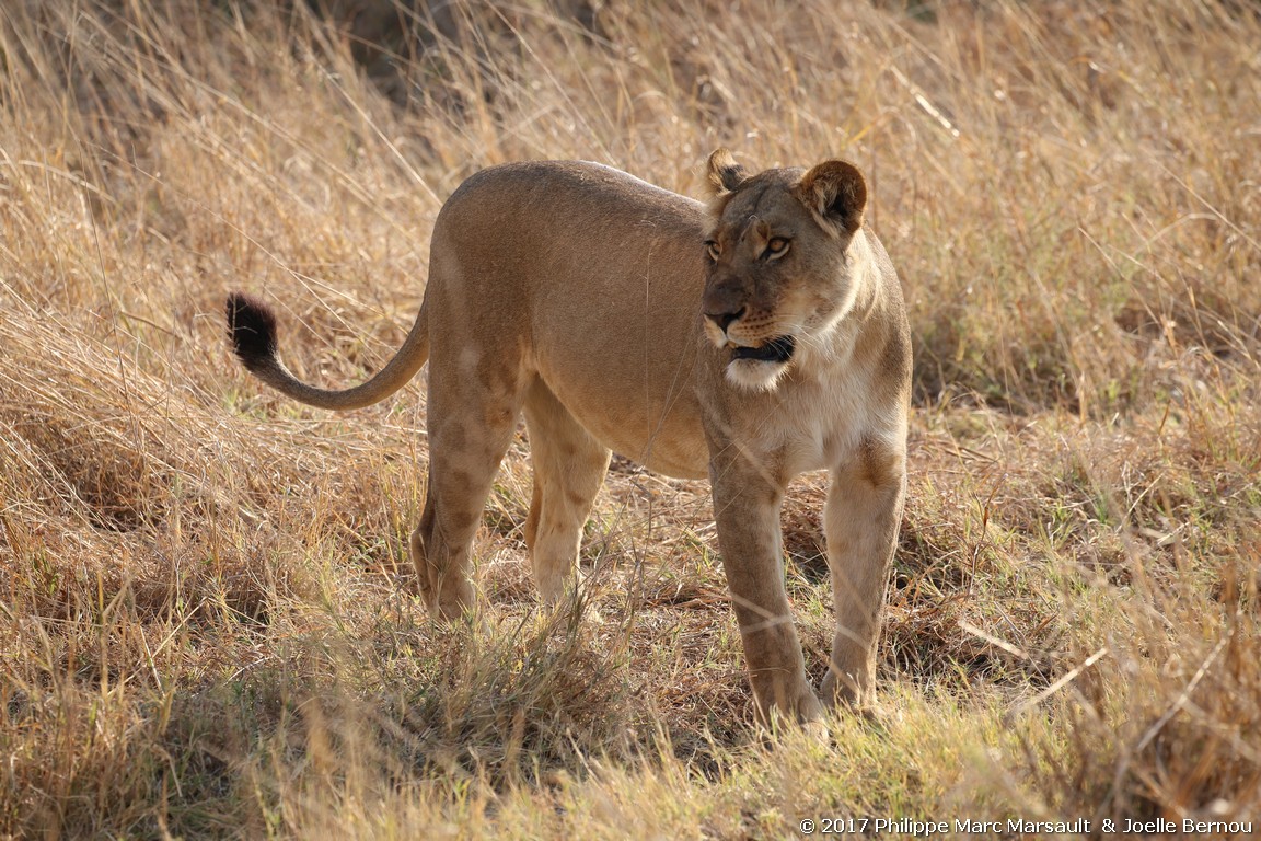 /ecran/Botswana_2017_1103.jpg