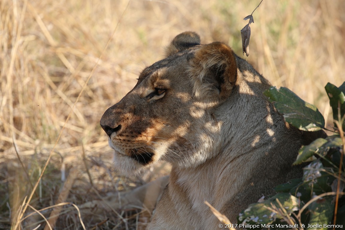 /ecran/Botswana_2017_1128.jpg