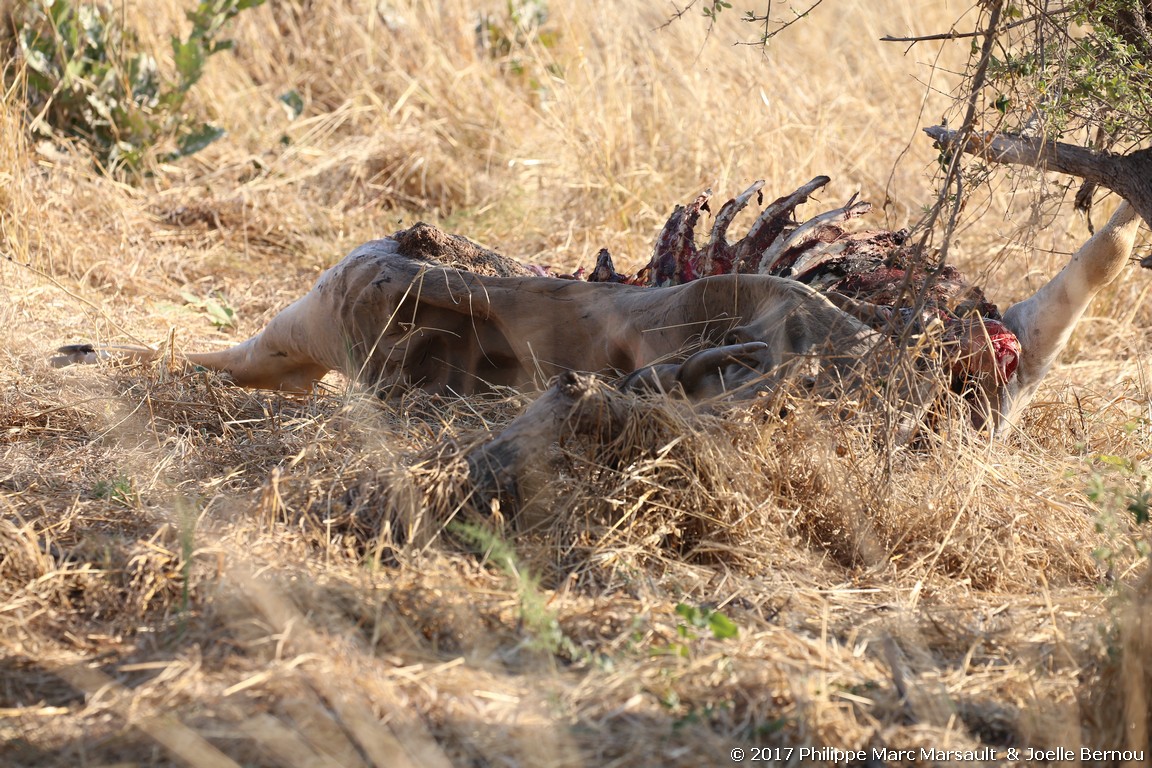 /ecran/Botswana_2017_1131.jpg