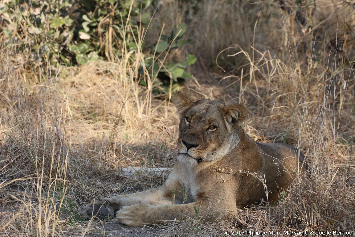 /ecran/Botswana_2017_1132.jpg