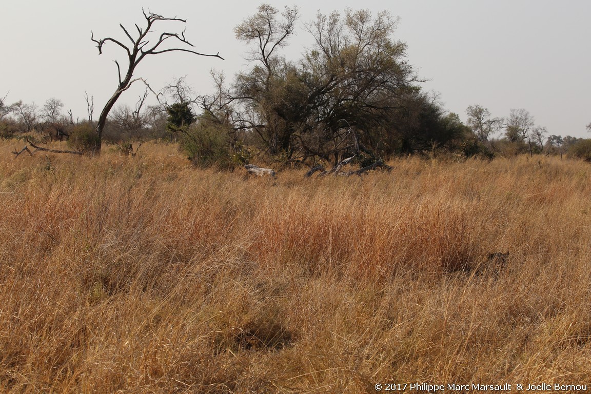 /ecran/Botswana_2017_1135.jpg