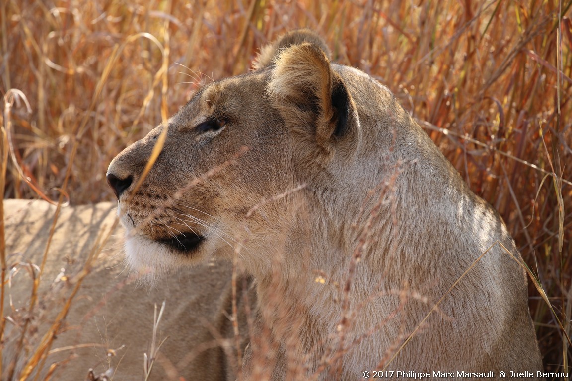 /ecran/Botswana_2017_1137.jpg