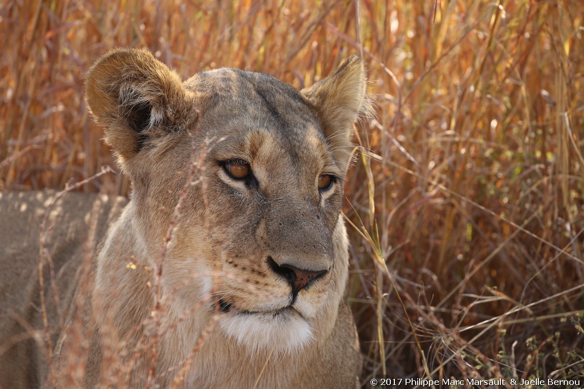 /ecran/Botswana_2017_1138.jpg