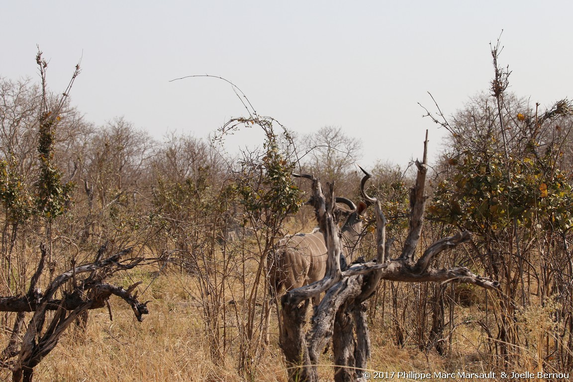 /ecran/Botswana_2017_1150.jpg