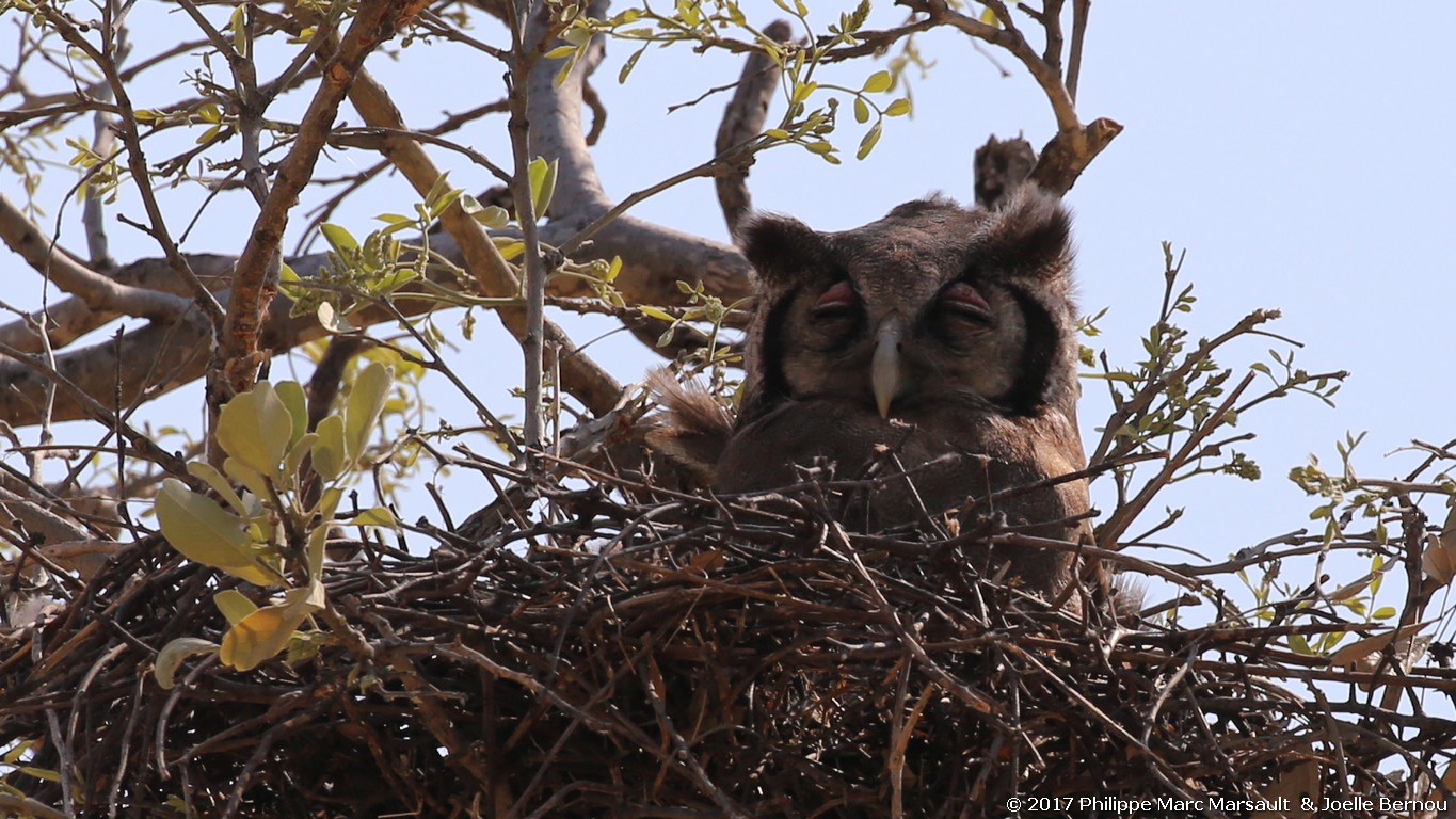 /ecran/Botswana_2017_1158.jpg