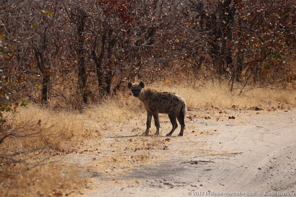 /ecran/Botswana_2017_1161.jpg