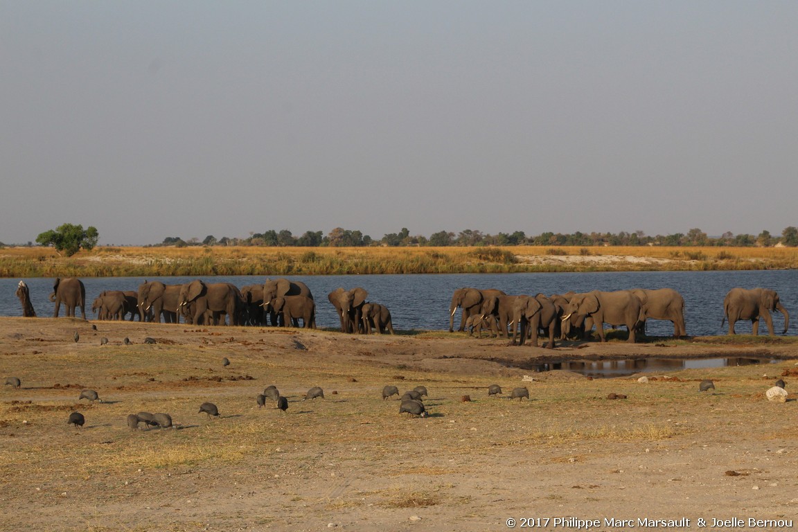 /ecran/Botswana_2017_1170.jpg