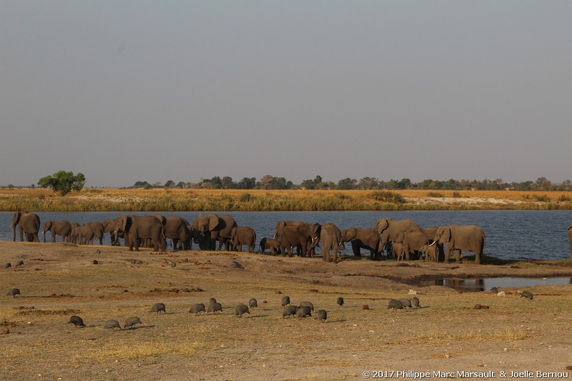 /ecran/Botswana_2017_1173.jpg