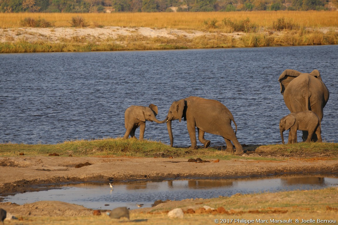 /ecran/Botswana_2017_1182.jpg