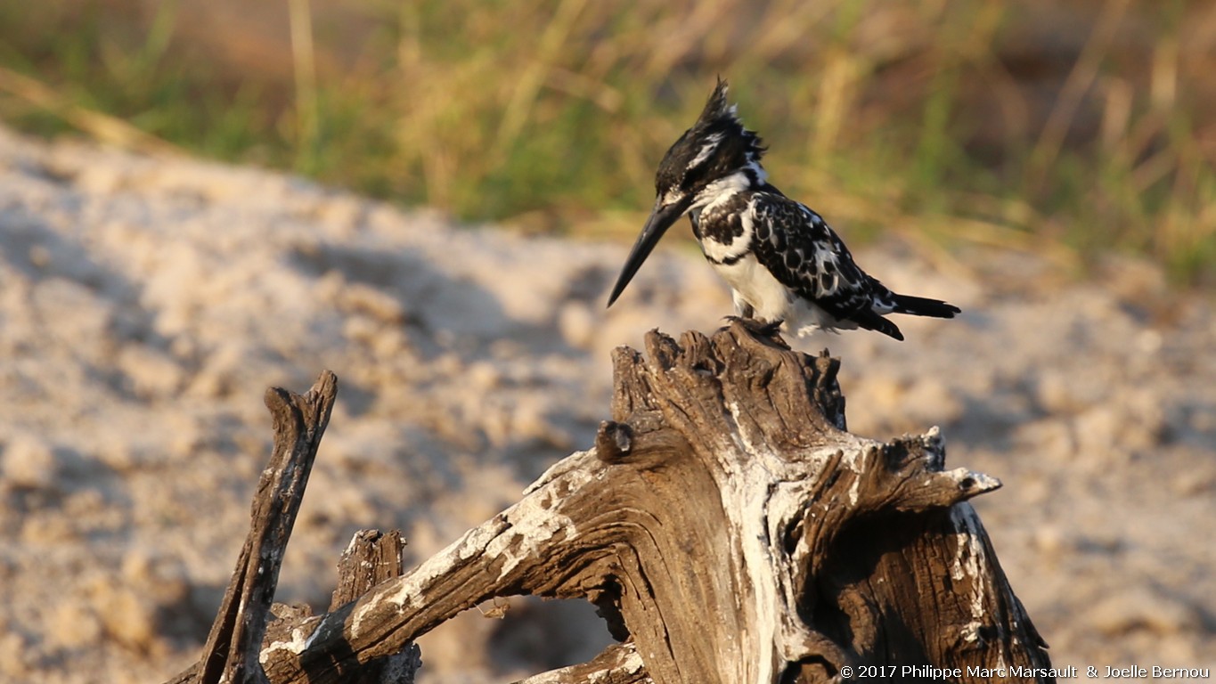 /ecran/Botswana_2017_1193.jpg