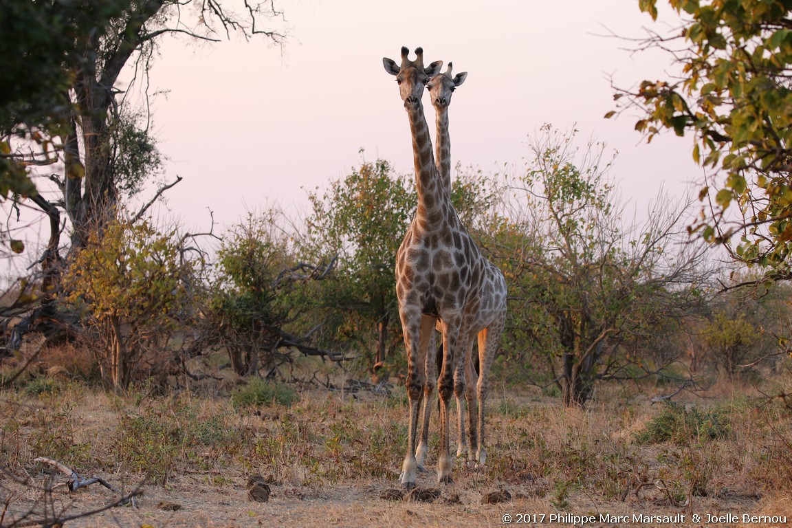 /ecran/Botswana_2017_1210.jpg