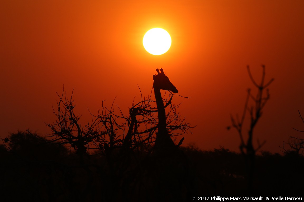 /ecran/Botswana_2017_1215.jpg