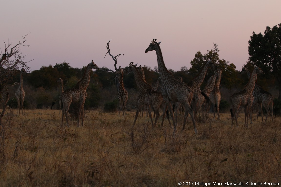 /ecran/Botswana_2017_1216.jpg