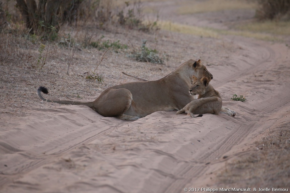 /ecran/Botswana_2017_1230.jpg