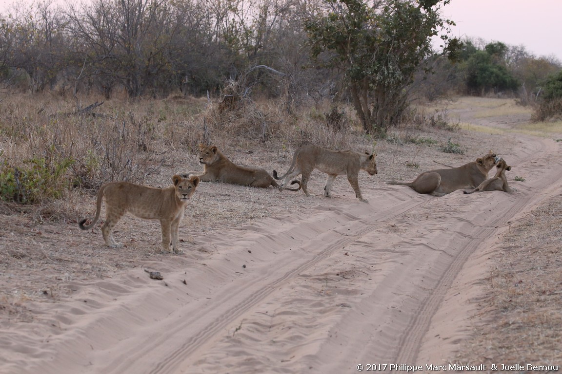 /ecran/Botswana_2017_1235.jpg