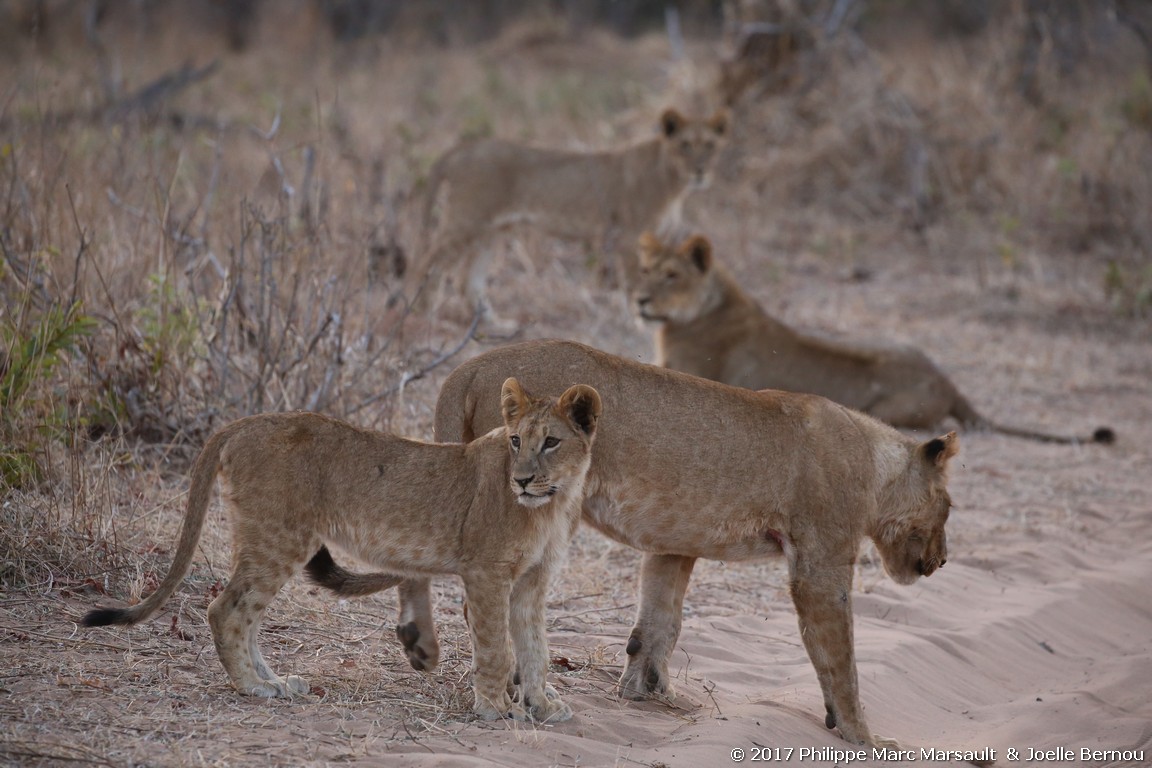 /ecran/Botswana_2017_1239.jpg