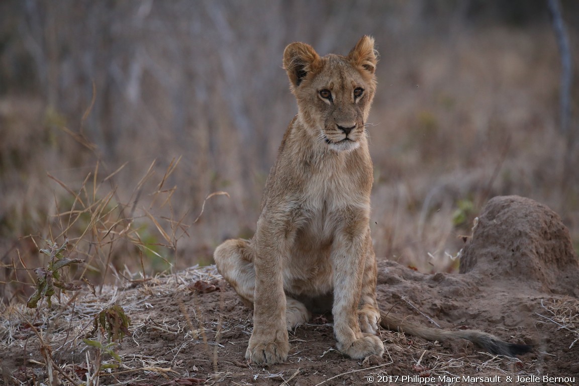 /ecran/Botswana_2017_1242.jpg