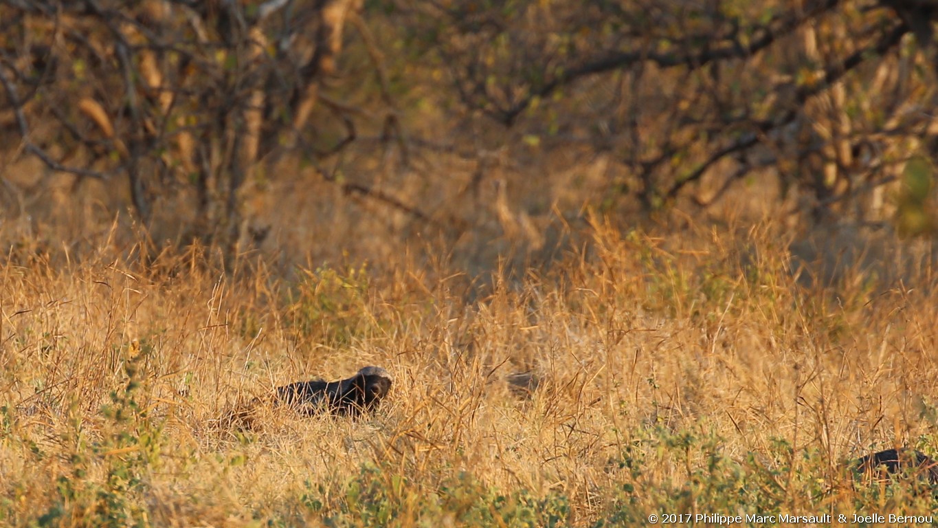 /ecran/Botswana_2017_1272.jpg