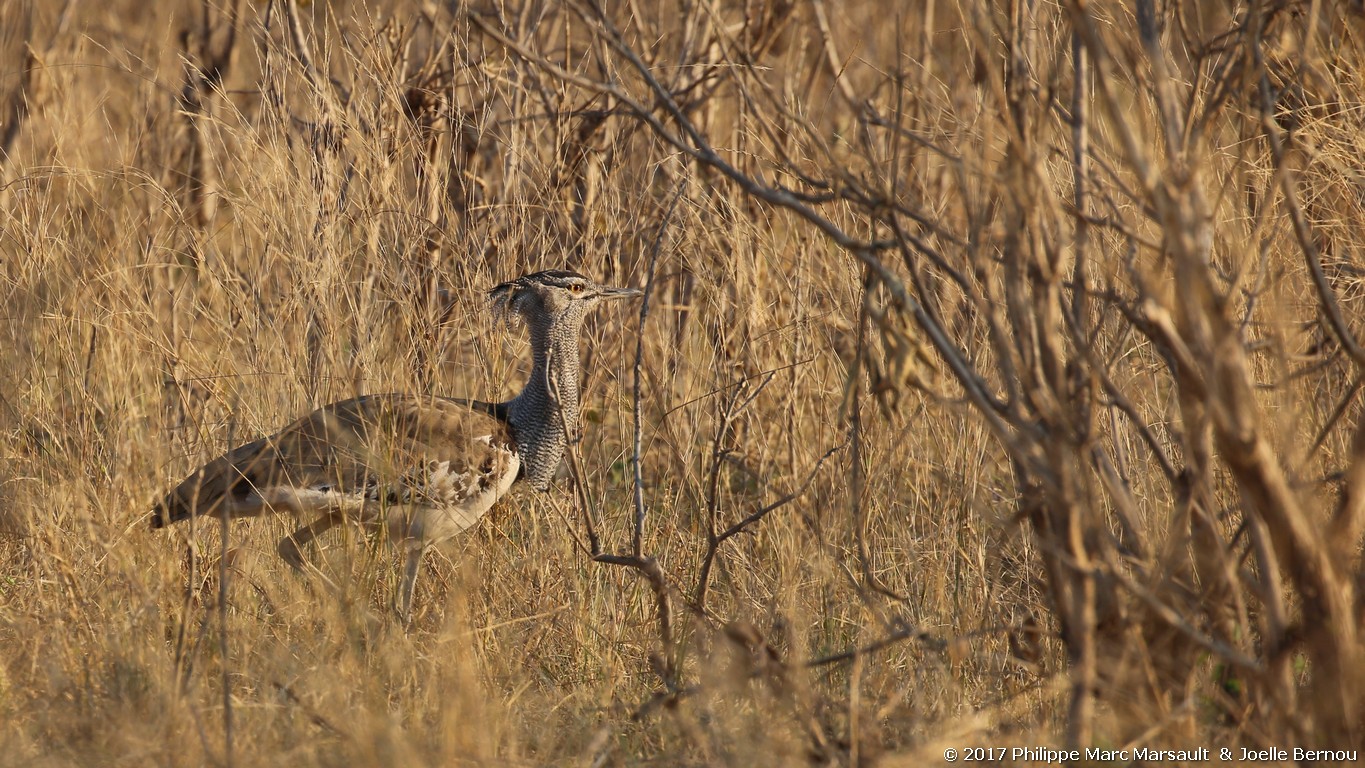 /ecran/Botswana_2017_1273.jpg