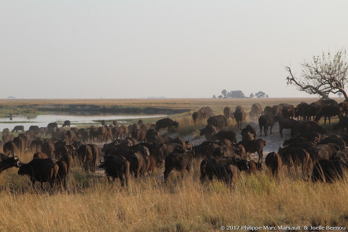 /ecran/Botswana_2017_1277.jpg