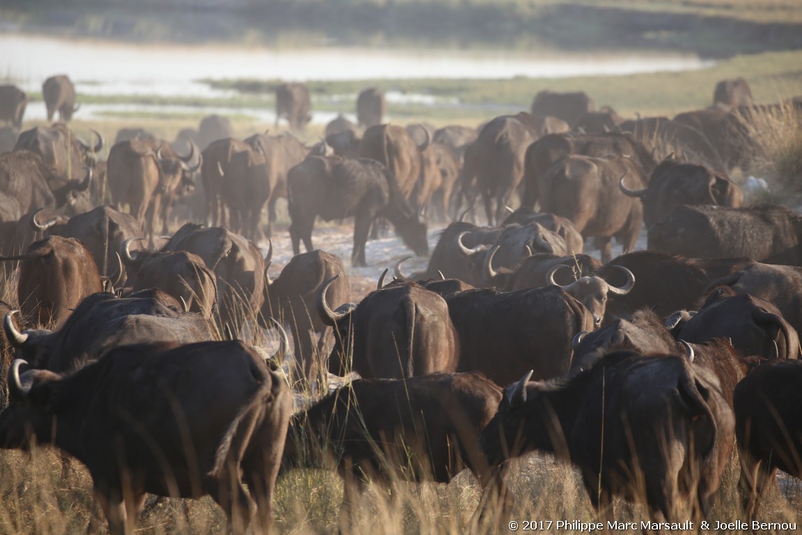 /ecran/Botswana_2017_1281.jpg