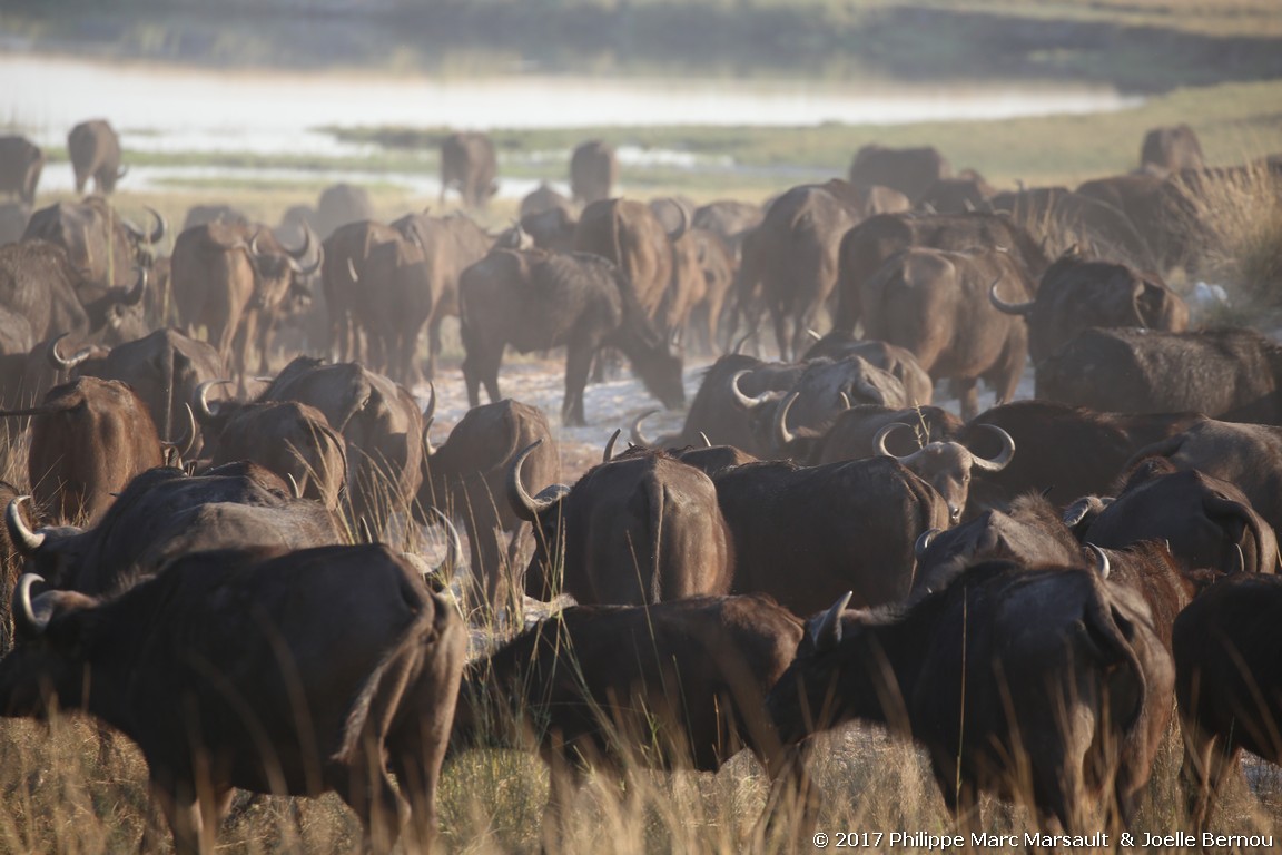 /ecran/Botswana_2017_1281.jpg