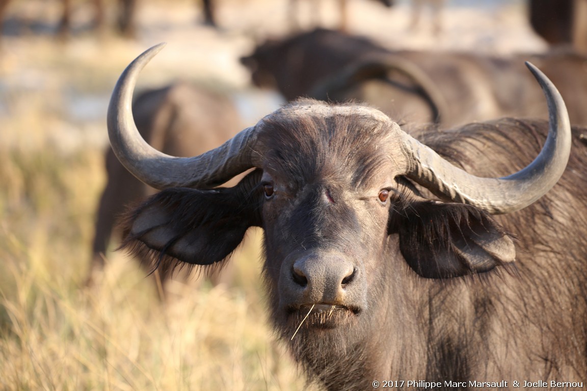 /ecran/Botswana_2017_1288.jpg