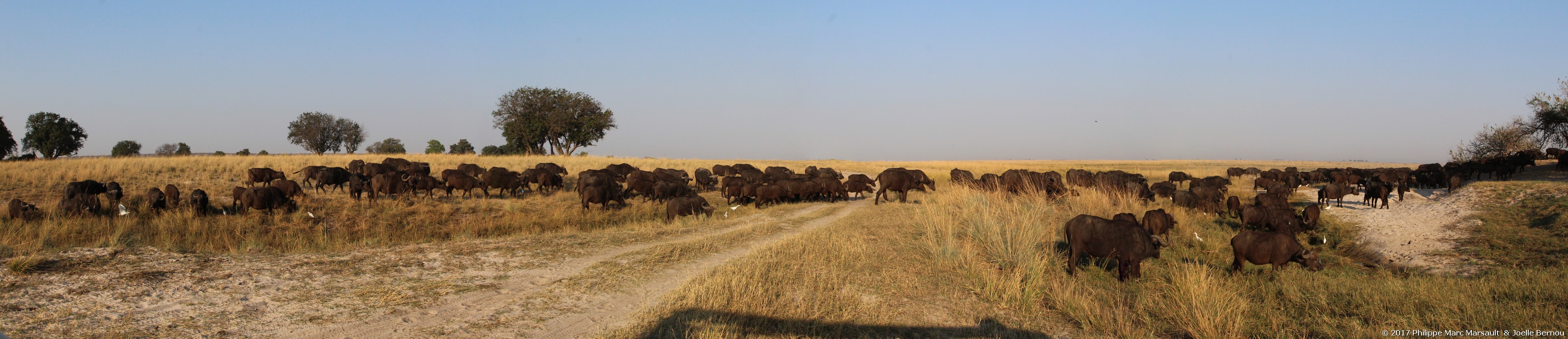 /ecran/Botswana_2017_1292.jpg