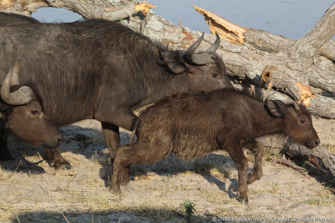 /ecran/Botswana_2017_1305.jpg