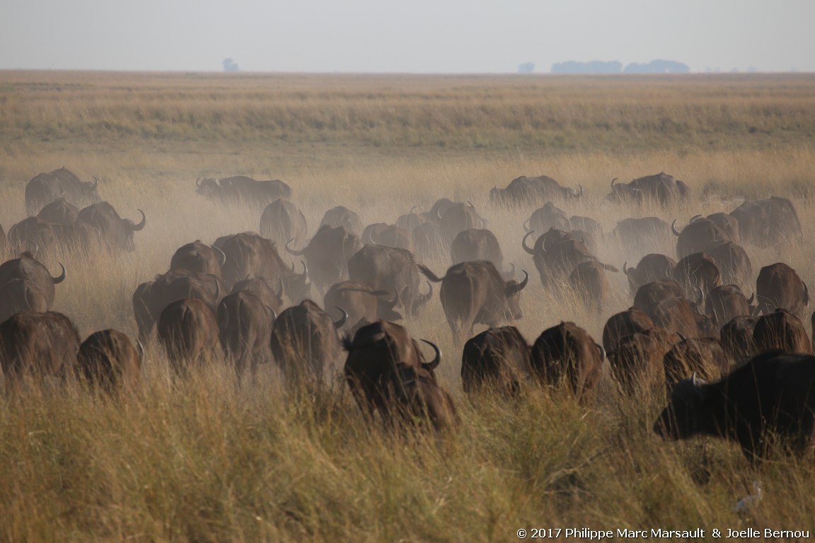 /ecran/Botswana_2017_1313.jpg