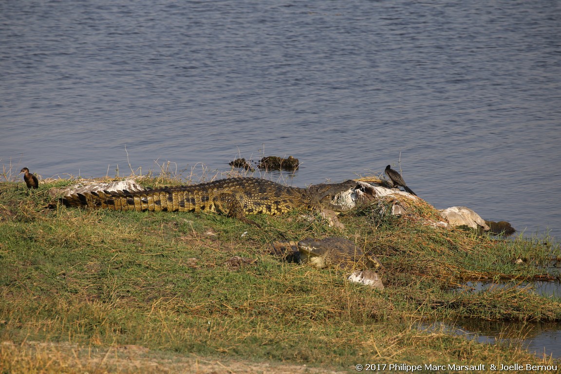 /ecran/Botswana_2017_1330.jpg