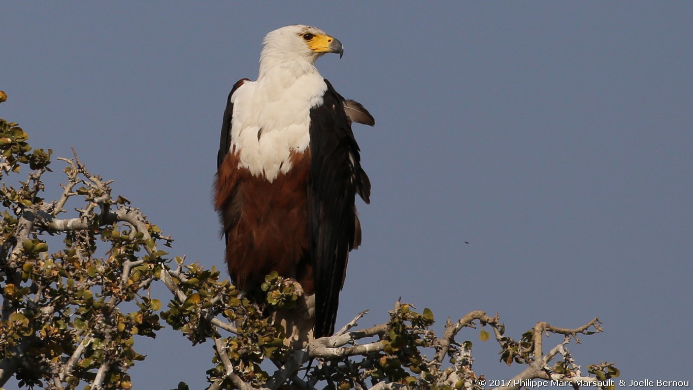 /ecran/Botswana_2017_1332.jpg