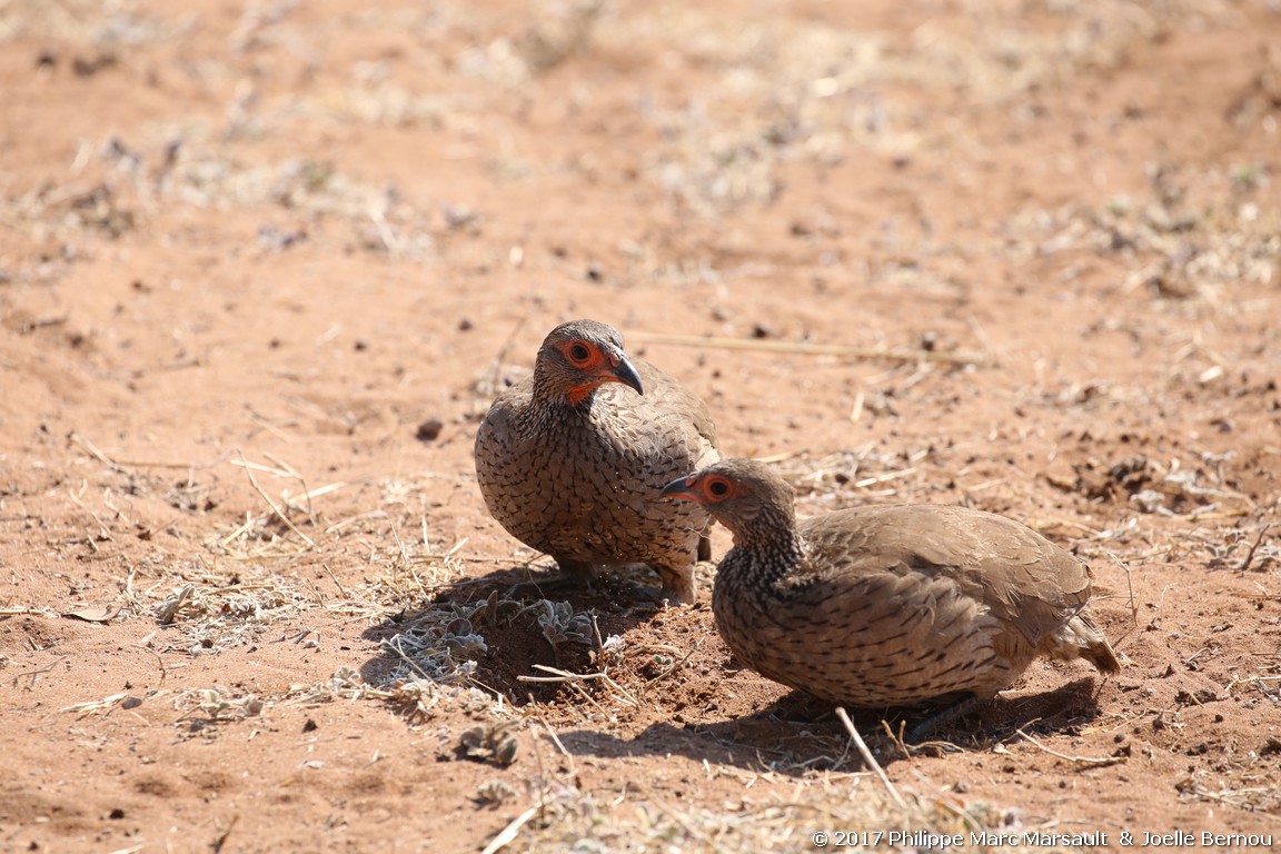 /ecran/Botswana_2017_1346.jpg