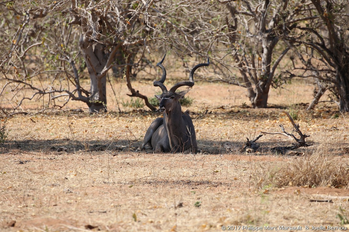 /ecran/Botswana_2017_1364.jpg