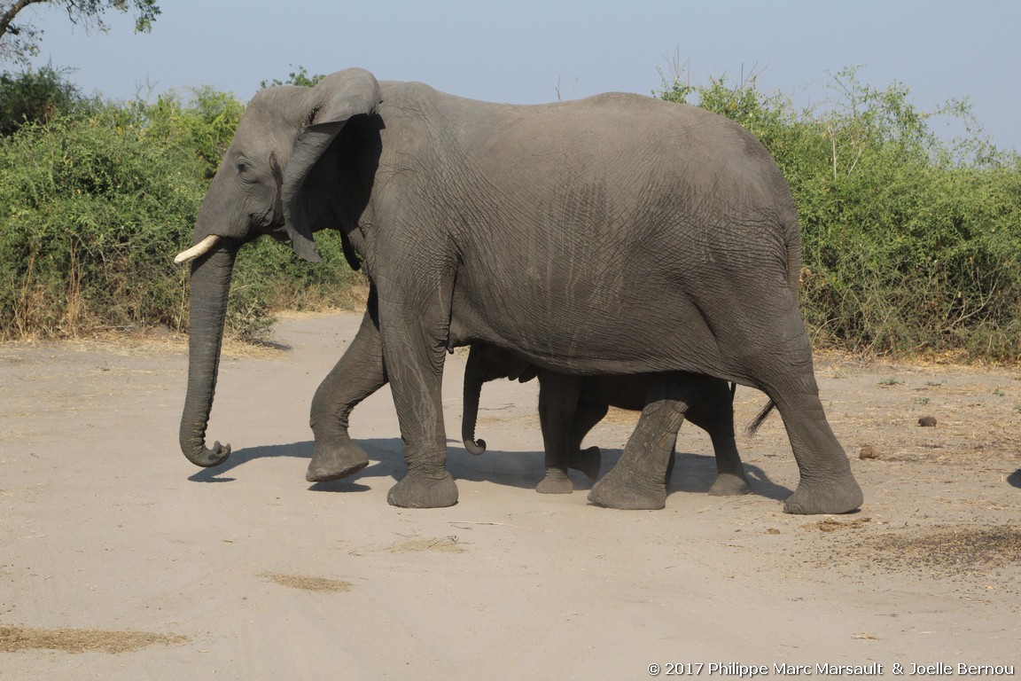 /ecran/Botswana_2017_1393.jpg