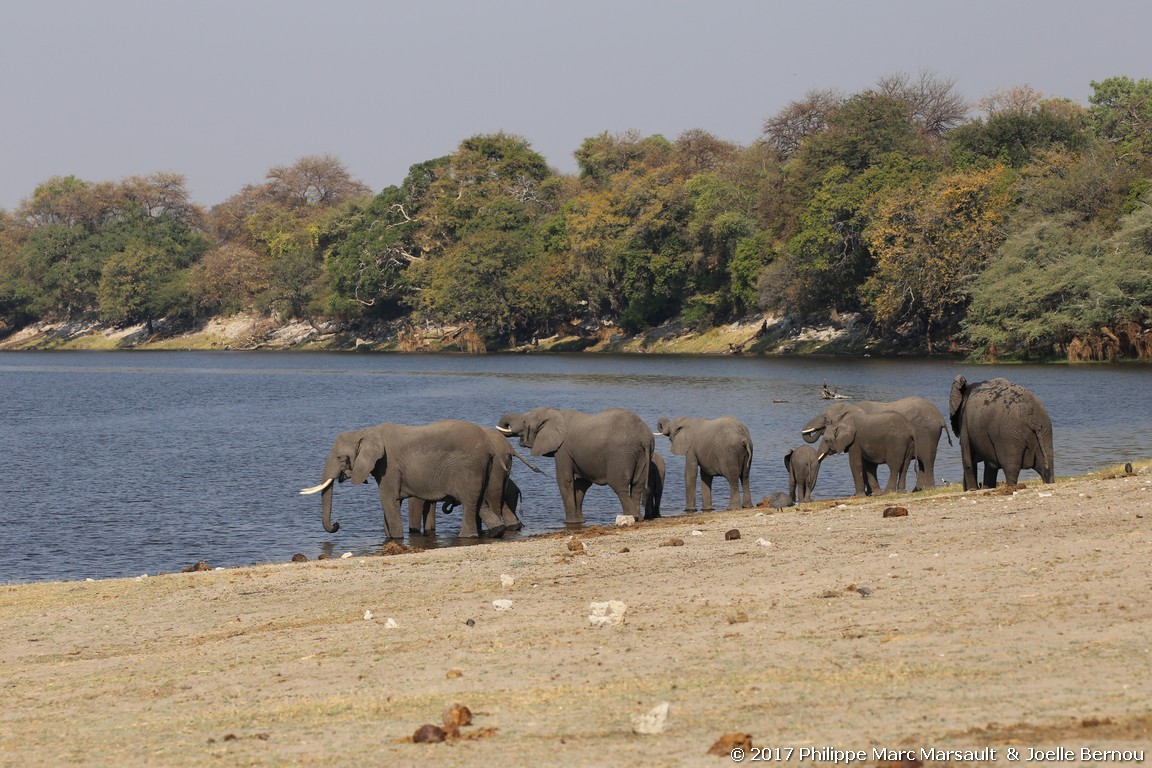 /ecran/Botswana_2017_1398.jpg