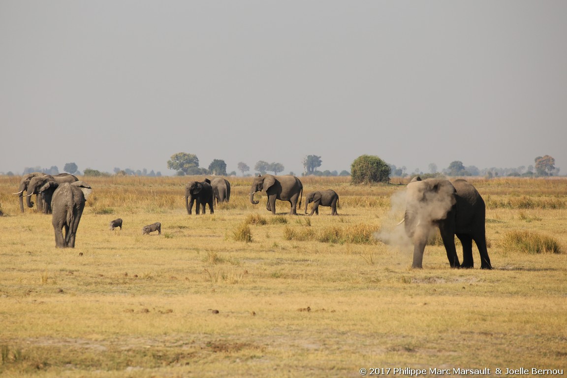 /ecran/Botswana_2017_1410.jpg