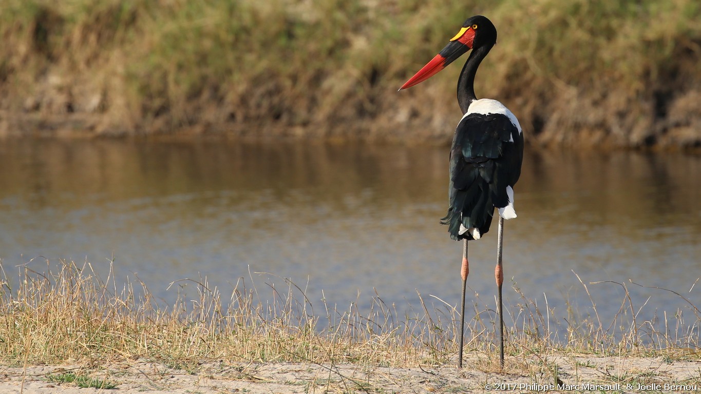 /ecran/Botswana_2017_1421.jpg