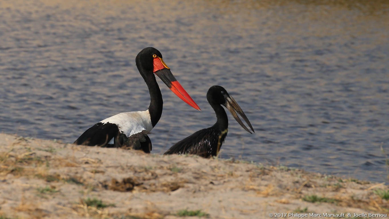 /ecran/Botswana_2017_1422.jpg