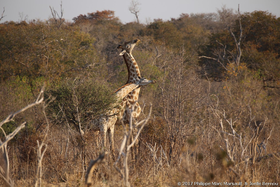 /ecran/Botswana_2017_1430.jpg