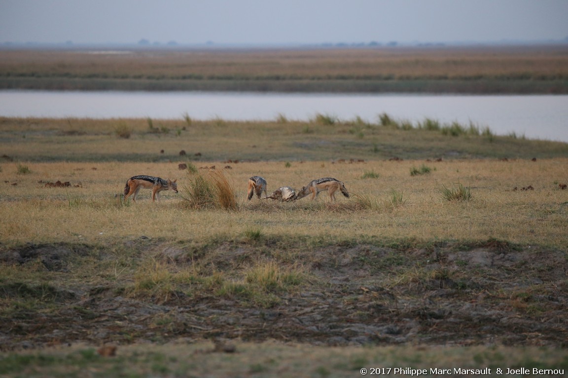 /ecran/Botswana_2017_1438.jpg