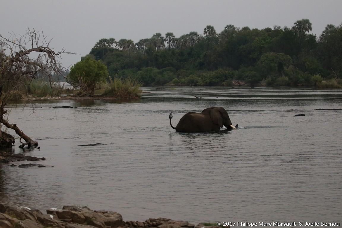 /ecran/Botswana_2017_1731.jpg