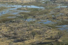 vignette Botswana_2017_0051.jpg 