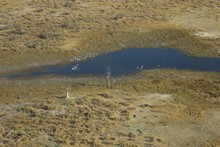 vignette Botswana_2017_0054.jpg 