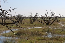 vignette Botswana_2017_0152.jpg 