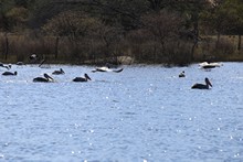 vignette Botswana_2017_0158.jpg 