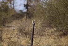 vignette Botswana_2017_0162.jpg 